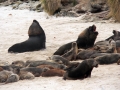 sealions 016.jpg