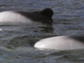 careycommersonsdolphins300