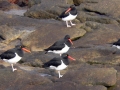 oystercatchers