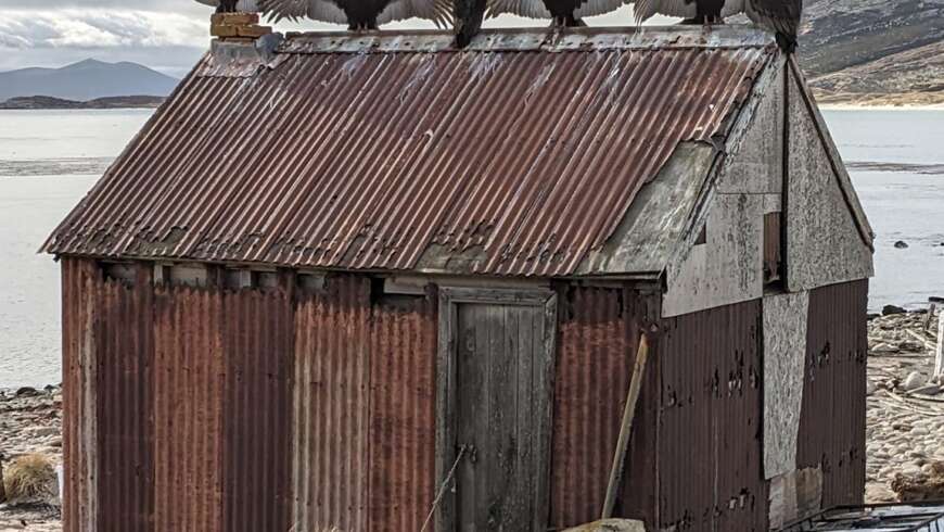 Restoring the historic shanty