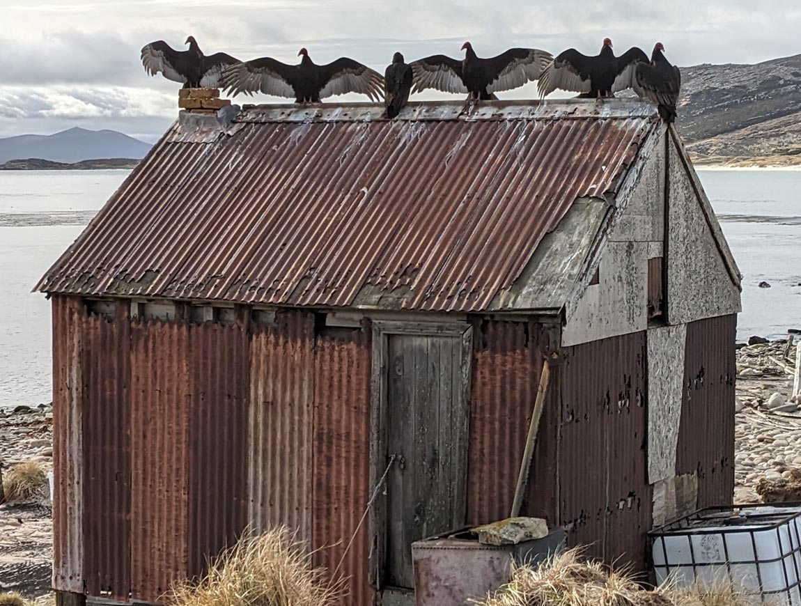 Restoring the historic shanty