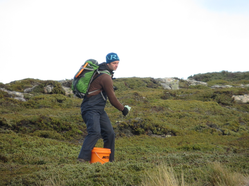 Bait is broadcast by hand along very specific transects.