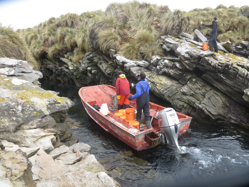 Baiting teams use a boat to access the difficult coastal clefts of Little Bense Island.