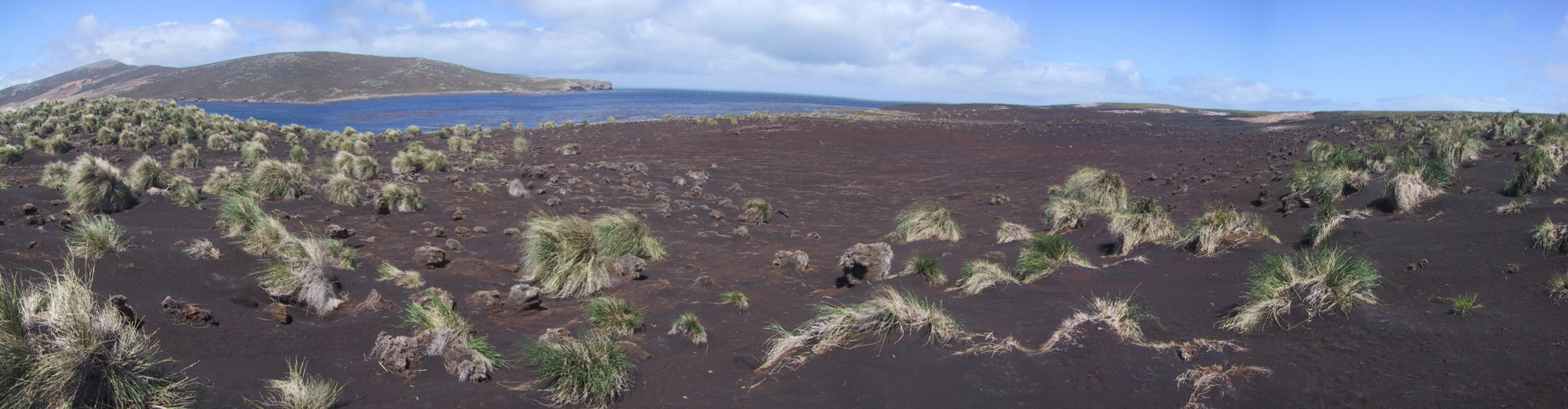 Peat dunes forming in the burned area, Bense Island.