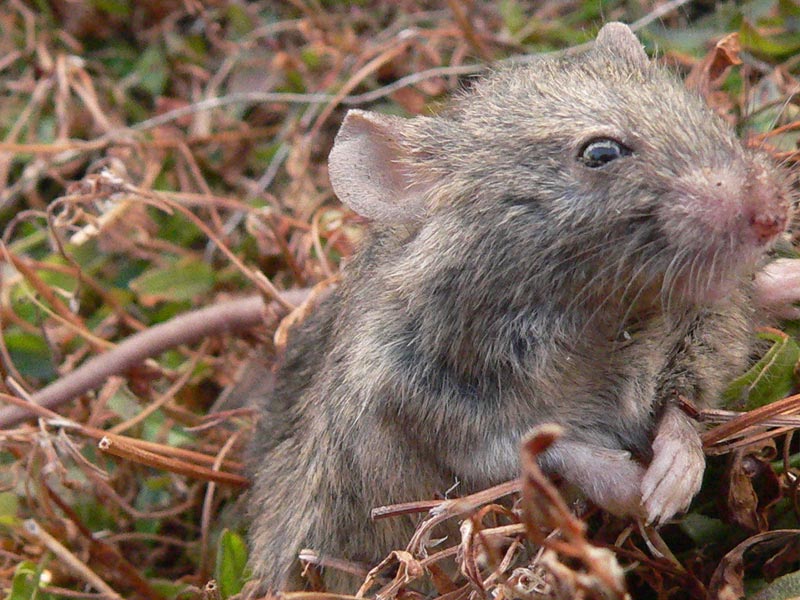 Mouse on Bense Island.