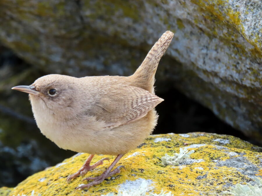 The endemic Cobb’s wren has established on the islands in the absence of rats.