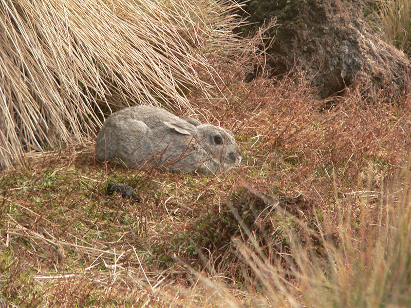 European rabbit sheltering from the wind.