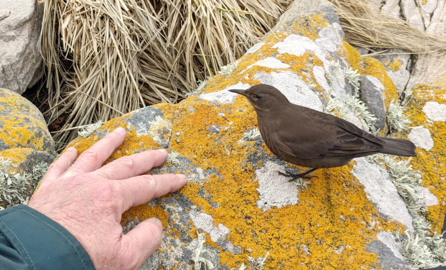 The endemic tussacbird is curious and seemingly unafraid of people