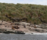 Sea Lions on Cliff Island Sea Lions on Cliff Island
