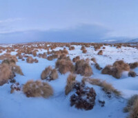 Snow covers everything but the tops of the tussacs on Bense Island. Snow covers everything but the tops of the tussacs on Bense Island