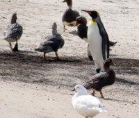 King penguin with flightless steamer ducks and kelp goose on the beach of Beazley Bay, Bense Island. King penguin with flightless steamer ducks and kelp goose on the beach of Beazley Bay, Bense Island.