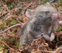 Mouse on Bense Island. Mouse on Bense Island.