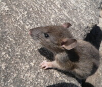 Norway rat on Bense Island. Norway rat on Bense Island.