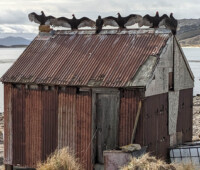 Turkey vultures like to perch on the roof of the historic shanty on Bense Island. Turkey vultures like to perch on the roof of the historic shanty on Bense Island.