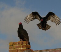 Turkey vultures on the historic shanty, Bense Island. Turkey vultures on the historic shanty, Bense Island.