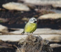 Male black-throated finch. Male black-throated finch.