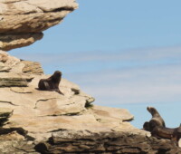 Sea lions on the rocks of Bradley Islet. Sea lions on the rocks of Bradley Islet.