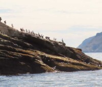 Cormorants roosting on Bradley Islet. Cormorants roosting on Bradley Islet.