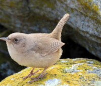 Cobb's wrens are found on Cliff, Bense, and Little Bense Islands. Cobb's wrens are found on Cliff, Bense, and Little Bense Islands.