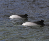 Commerson's dolphins inshore at Little Bense Island. Commerson's dolphins inshore at Little Bense Island.
