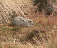 European rabbit sheltering from the wind. European rabbit sheltering from the wind.