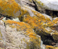 Cobb's wren (left) and tussacbird on the shore of Bense Island. Cobb's wren (left) and tussacbird on the shore of Bense Island.