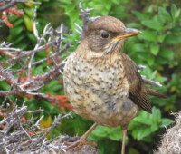 Juvenile Falklands thrush. Juvenile Falklands thrush.