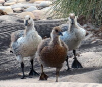 A gang of upland goose goslings. A gang of upland goose goslings.