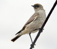 Dark-faced ground tyrant. Dark-faced ground tyrant.