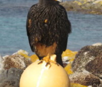 Striated caracara perched on a fishing float. Striated caracara perched on a fishing float.