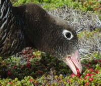 Kelp goose eating diddle-dee berries. Kelp goose eating diddle-dee berries.
