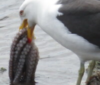 Kelp gull trying to eat an octopus. Kelp gull trying to eat an octopus.