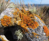 Luxurious lichen growth on a sheep skull, Bense Island. Luxurious lichen growth on a sheep skull, Bense Island.