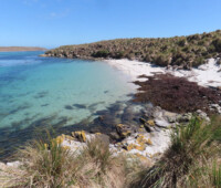 A huge raft of seaweed washed ashore on Little Bense Island. A huge raft of seaweed washed ashore on Little Bense Island.