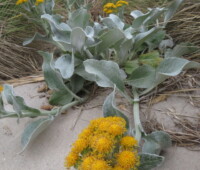Sea cabbage on Little Bense Island. Sea cabbage on Little Bense Island.