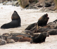 Sea lions on Little Bense Island. Sea lions on Little Bense Island.