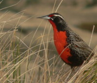 Male long-tailed meadowlark. Male long-tailed meadowlark.