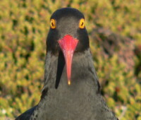 What are you looking at? Magellanic oystercatcher. What are you looking at? Magellanic oystercatcher.