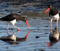 Magellanic oystercatchers displaying to each other on tidal sand flats. Magellanic oystercatchers displaying to each other on tidal sand flats.