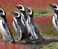 A group of Magellanic penguins walking through sheep sorrel. A group of Magellanic penguins walking through sheep sorrel.
