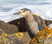 Black-crowned night heron hunting along the shore of Bense Island. Black-crowned night heron hunting along the shore of Bense Island.