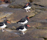 A group of Magellanic oystercatchers. A group of Magellanic oystercatchers.