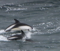 Peale's dolphins near Bense Island. Peale's dolphins near Bense Island.