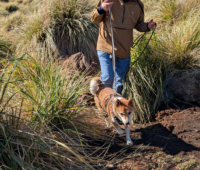 Sammy, the rodent detector dog, works on Bense Island. Sammy, the rodent detector dog, works on Bense Island.