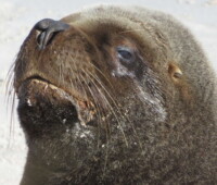 A large male sea lion checks his surroundings. bull sea lion face