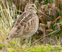 Magellanic snipe. Magellanic snipe.