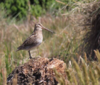 Magellanic snipe on Little Bense Island. Magellanic snipe on Little Bense Island.
