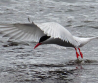 A South American tern on the hunt. A South American tern on the hunt.