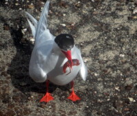South American tern with a lobster krill. South American tern with a lobster krill.