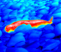 Thermal image of leopard seal on Bense Island shoreline. Thermal image of leopard seal on Bense Island shoreline.